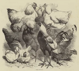 Exposition de Birmingham, volaille primée